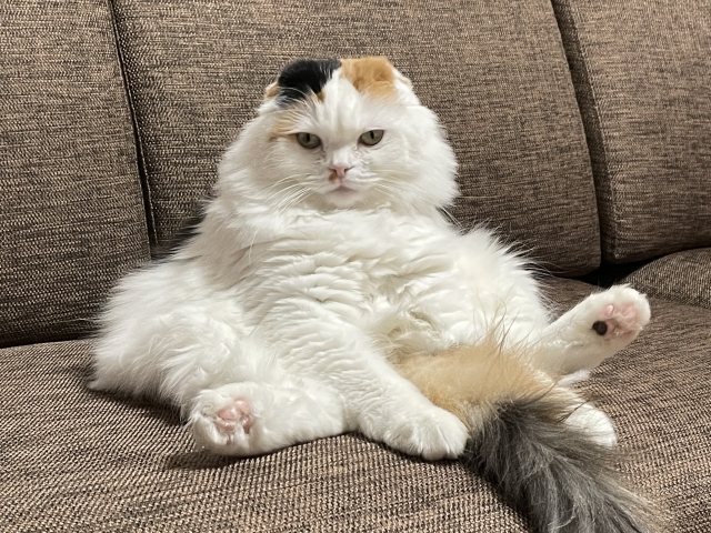 long-hair breed cat icon